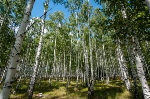 Birch forest in summer Stock Photos