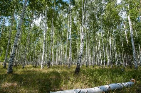 Birch forest in summer Stock Photos