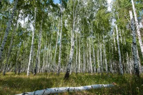 Birch forest in summer Stock Photos