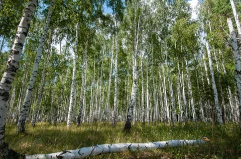 Birch forest in summer Stock Photos