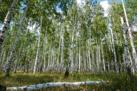Birch forest in summer Stock Photos