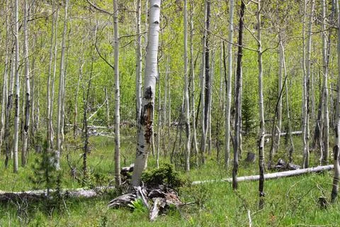 Birch forest in the summer 写真素材