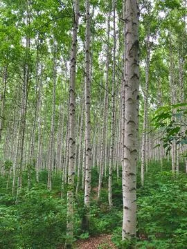 Birch Forest in Summer Foto stock