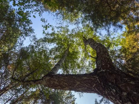 Birch forest in summer view from below into the sky. 스톡 사진