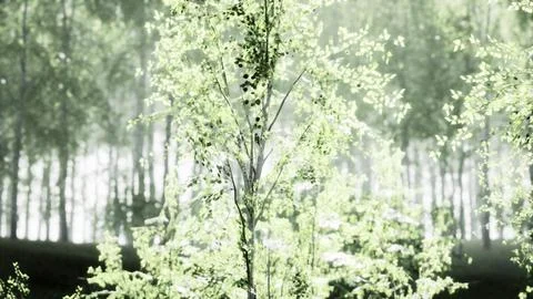 Birch forest in sunlight in the morning Stock Illustration