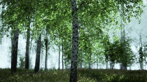 Birch forest in sunlight in the morning Stock Illustration