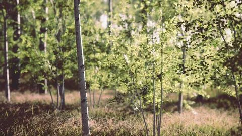 Birch forest in sunlight in the morning Illustrazione stock