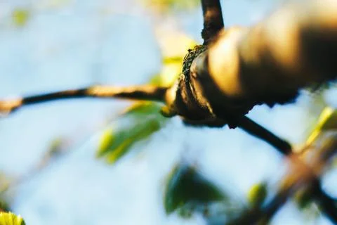 Birch forest in sunlight Stock Photos