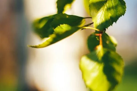 Birch forest in sunlight Stock Photos