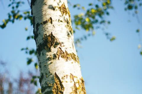 Birch forest in sunlight Stock Photos