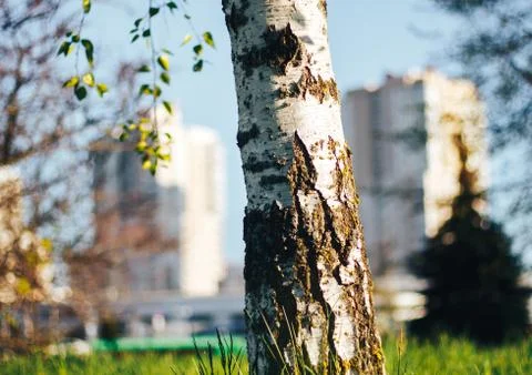 Birch forest in sunlight Stock Photos