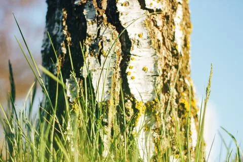 Birch forest in sunlight Stock Photos