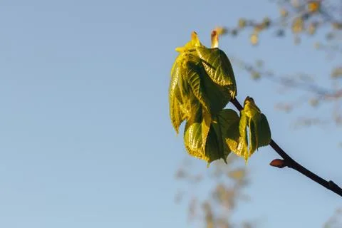 Birch forest in sunlight Stock Photos