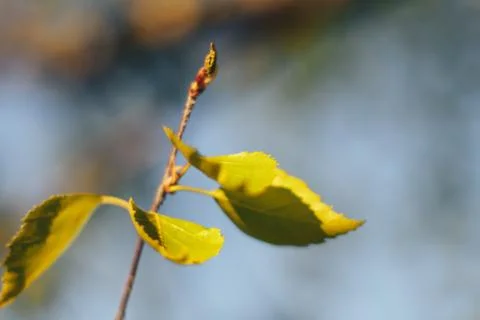 Birch forest in sunlight Stock Photos