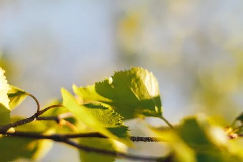 Birch forest in sunlight Stock Photos