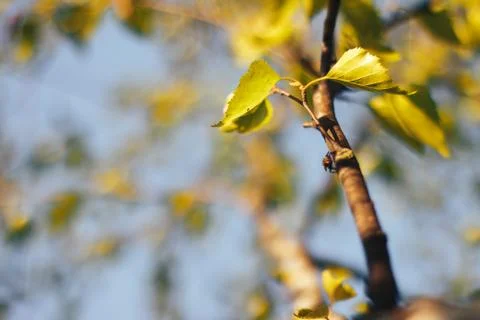 Birch forest in sunlight Stock Photos