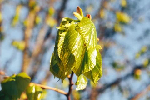 Birch forest in sunlight Stock Photos