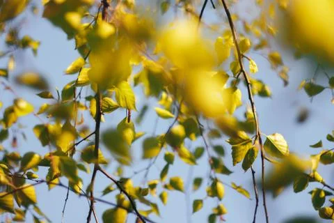 Birch forest in sunlight Stock Photos