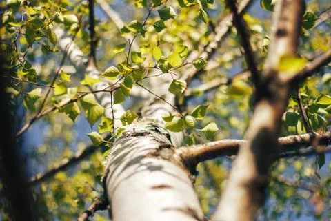 Birch forest in sunlight Stock Photos