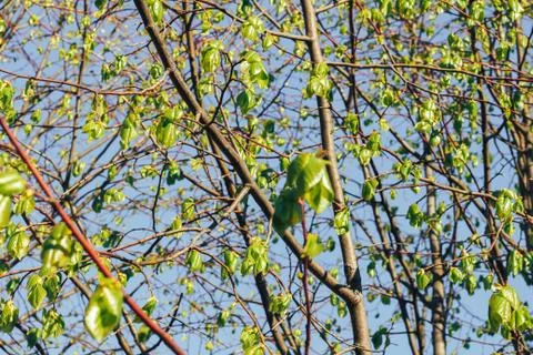 Birch forest in sunlight Stock Photos