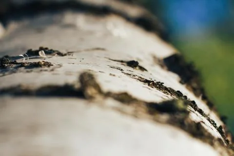 Birch forest in sunlight Stock Photos