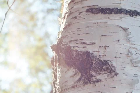 Birch forest in sunlight Stock Photos