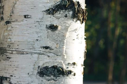 Birch forest in sunlight Stock Photos