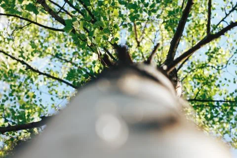 Birch forest in sunlight Stock Photos