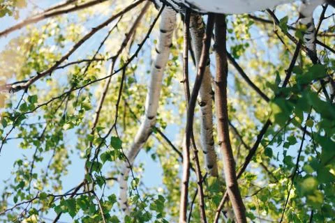 Birch forest in sunlight Stock Photos