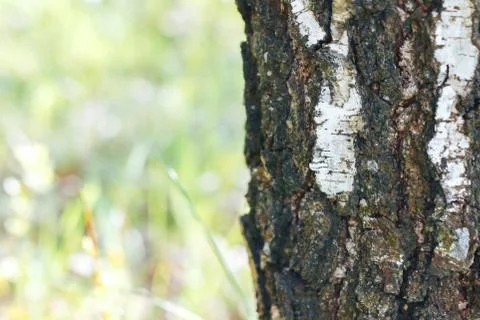 Birch forest in sunlight Stock Photos