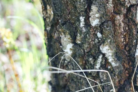 Birch forest in sunlight Stock Photos