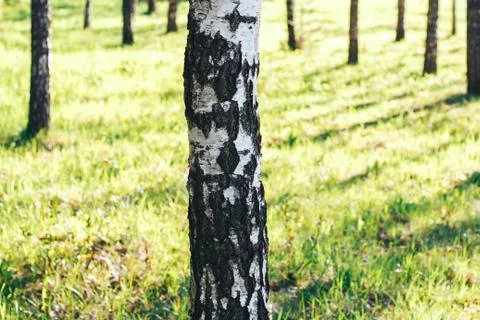 Birch forest in sunlight Stock Photos