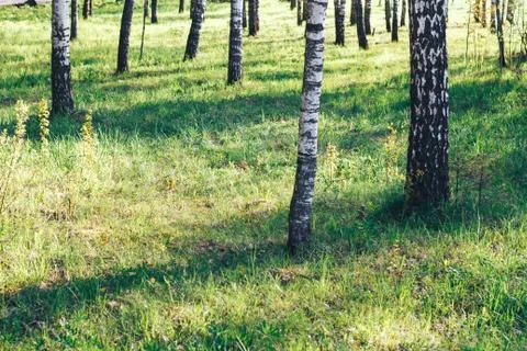 Birch forest in sunlight Stock Photos