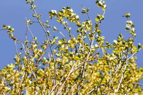 Birch forest in sunlight Foto stock