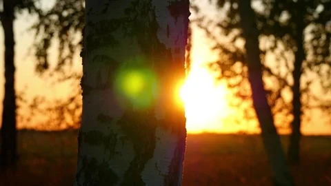 Birch forest at sunset on an autumn evening Stock Footage
