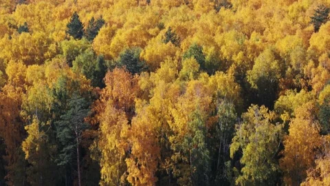 Birch forest at sunset in autumn Video stock 141125076