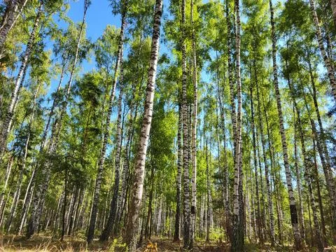 Birch Forest with Tall Trunks Stock Photos