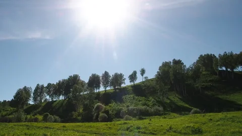 Birch forest on th e hill. Stock Footage 90507632