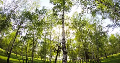 Birch forest time-lapse in the sunset at summer while the wind is blowing Stock Footage 44413484