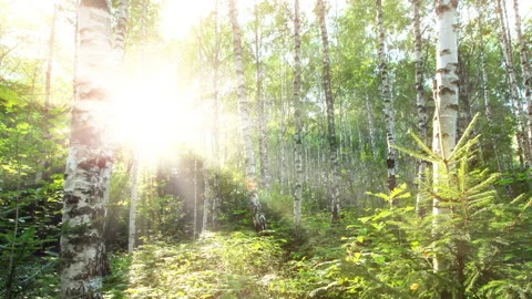 Birch forest. timelapse. 4K. Stock Footage 122513919