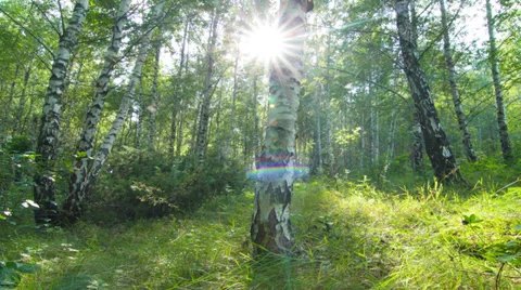 Birch forest. timelapse. 4K. FULL HD, 4096x2304. Stock Footage 35249417