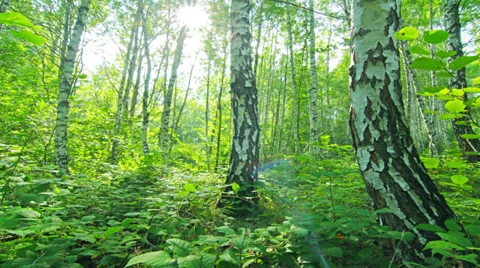 Birch forest. timelapse. 4K. FULL HD, 4096x2304. Stock Footage 35251522