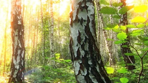 Birch forest. timelapse. sunset. Stock Footage 117190503