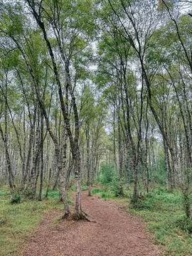 Birch Forest Trail in Spring with Lush Green Canopy Stock Photos