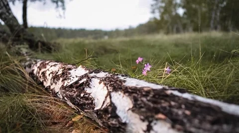 Birch forest. The trunk of the tree in the meadow. Panorama Video stock 64319205