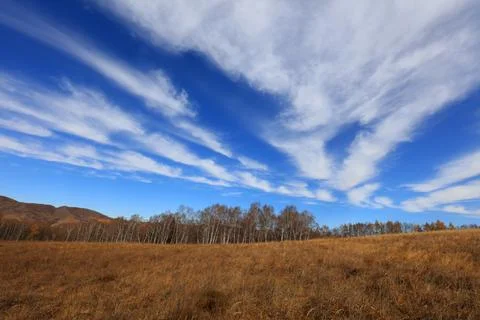 Birch forest under blue sky in huanggangliang Park of Keshiketeng World Geo.. Stock Photos