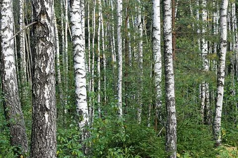 Birch forest with undergrowth, birch trunks. Stockfoto's