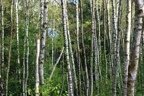 Birch forest with undergrowth, birch trunks. Фото