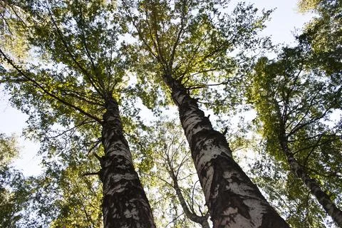 Birch forest view from below into the sky, autumn nature Stock Photos
