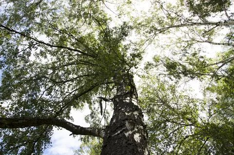 Birch forest view from below into the sky, nature series Stock Photos